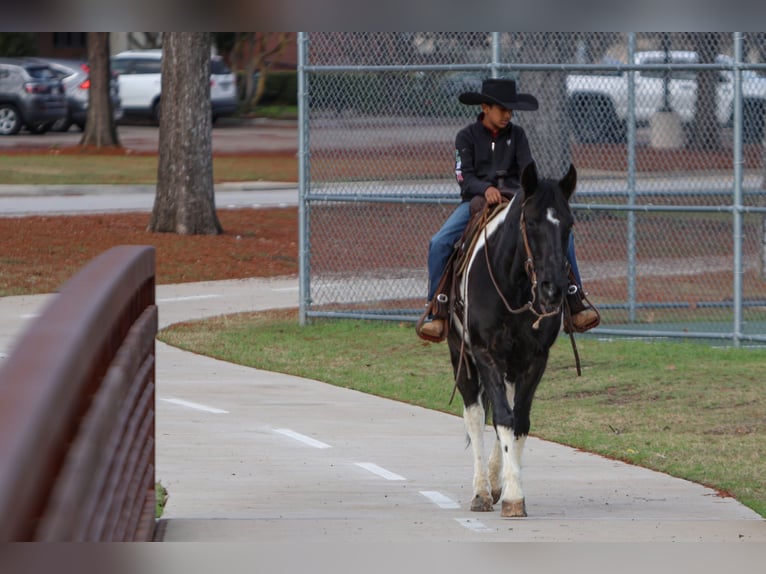 Autres races Hongre 10 Ans 163 cm in Joshua, TX