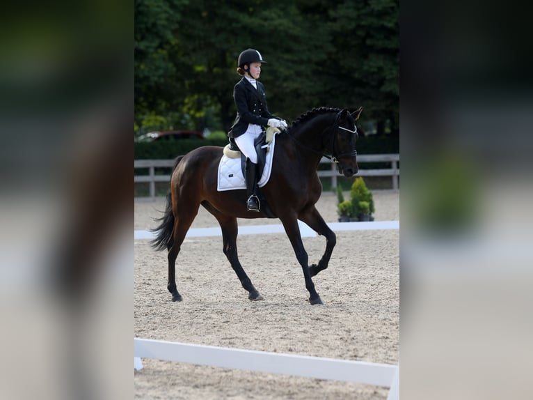 Autres races Hongre 10 Ans 169 cm Bai in Mārupe