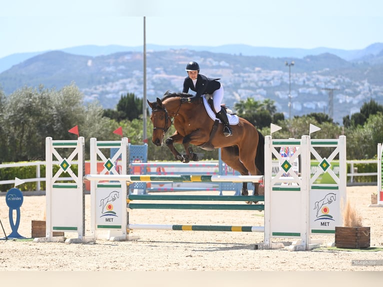 Autres races Croisé Hongre 10 Ans 174 cm Bai cerise in Weert