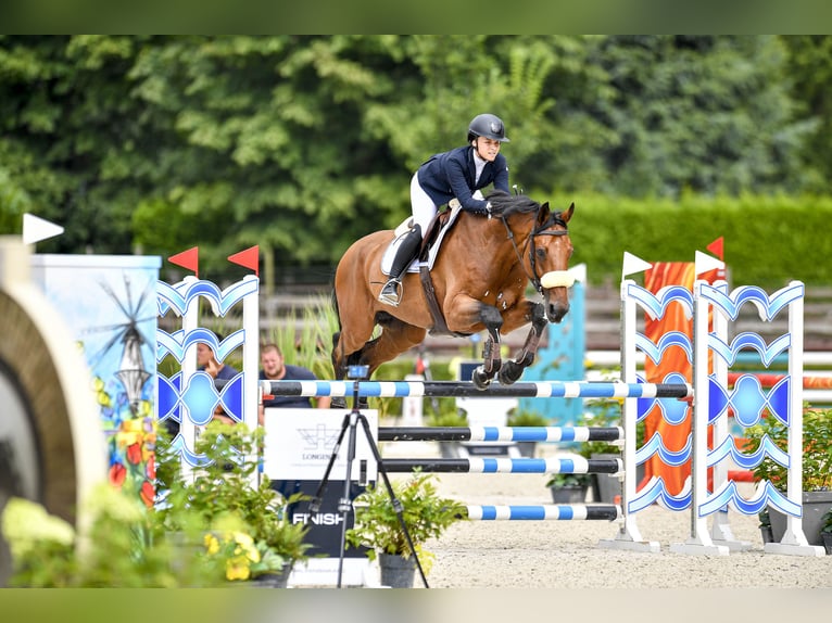 Autres races Croisé Hongre 10 Ans 174 cm Bai cerise in Weert