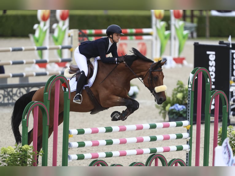 Autres races Croisé Hongre 10 Ans 174 cm Bai cerise in Weert