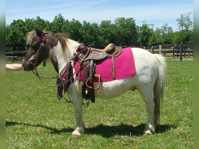 Autres races Hongre 10 Ans 86 cm Pinto in Lexington