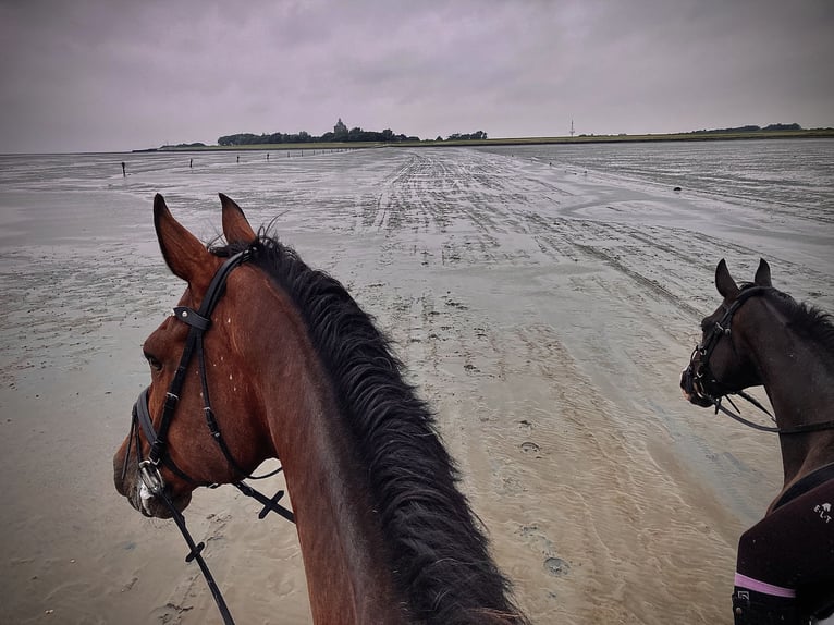 Autres races Hongre 10 Ans Bai in Cuxhaven