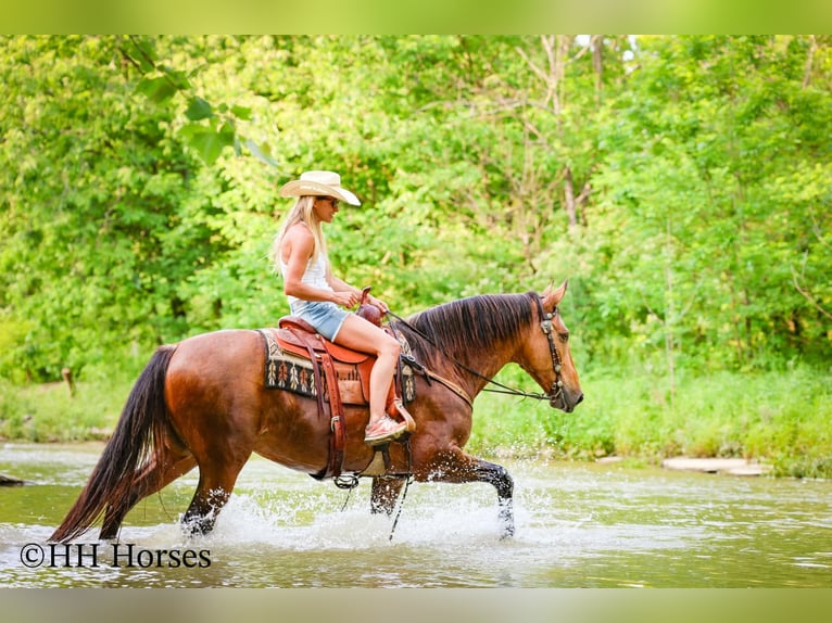 Autres races Hongre 10 Ans Buckskin in Flemingsburg
