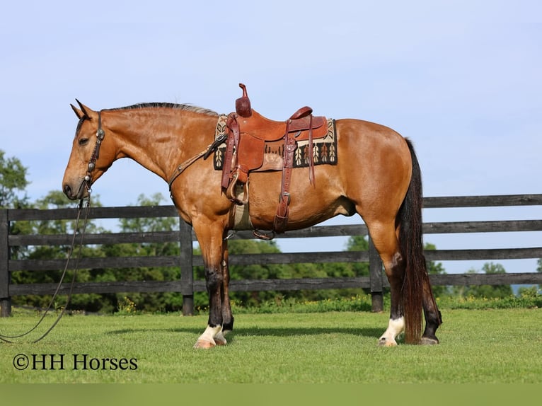 Autres races Hongre 10 Ans Buckskin in Flemingsburg
