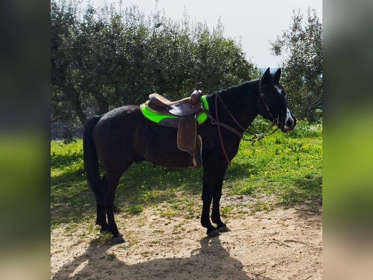 Autres races Hongre 11 Ans 155 cm Noir in Solarino