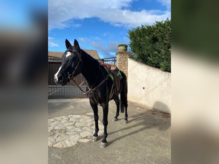 Autres races Hongre 11 Ans 155 cm Noir in Solarino