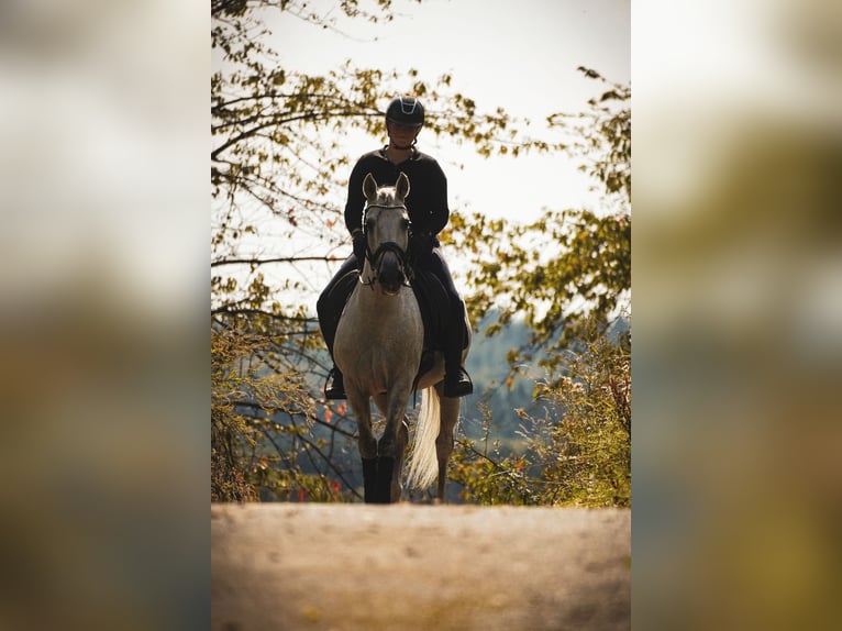 Autres races Hongre 11 Ans 158 cm Gris in Nettersheim