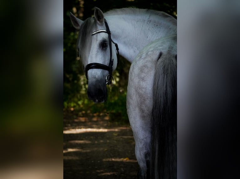 Autres races Hongre 11 Ans 158 cm Gris in Nettersheim