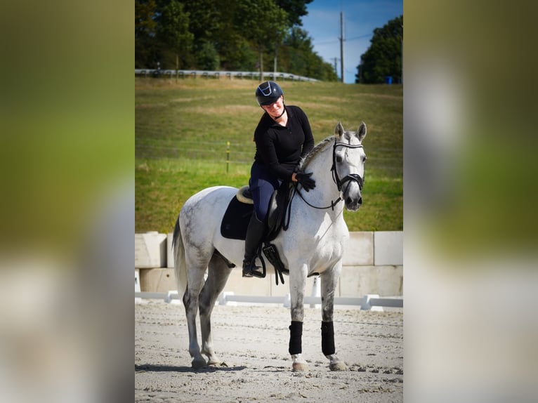 Autres races Hongre 11 Ans 158 cm Gris in Nettersheim