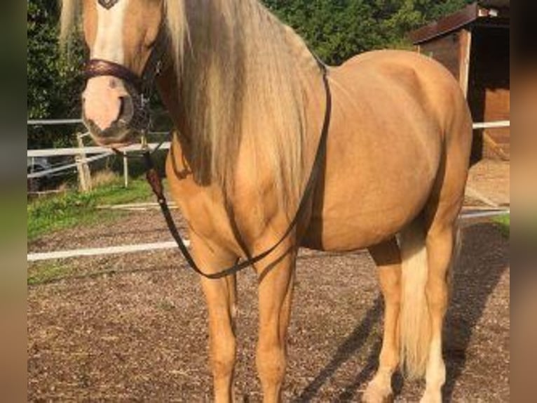 Autres races Croisé Hongre 11 Ans 158 cm Overo-toutes couleurs in Muhlbach sur Bruche