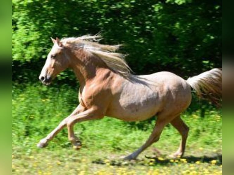 Autres races Croisé Hongre 11 Ans 158 cm Overo-toutes couleurs in Muhlbach sur Bruche