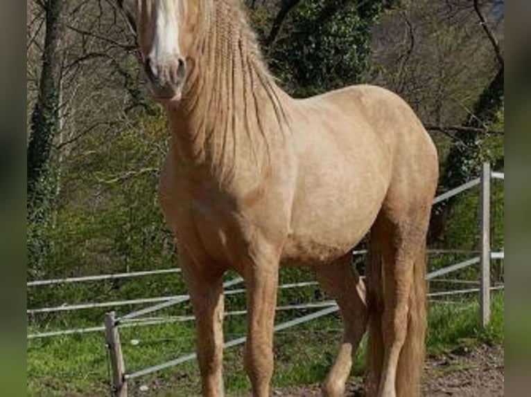 Autres races Croisé Hongre 11 Ans 158 cm Overo-toutes couleurs in Muhlbach sur Bruche