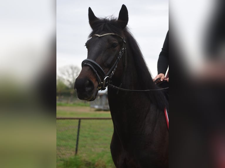 Autres races Hongre 11 Ans 161 cm Bai brun in Achtmaal