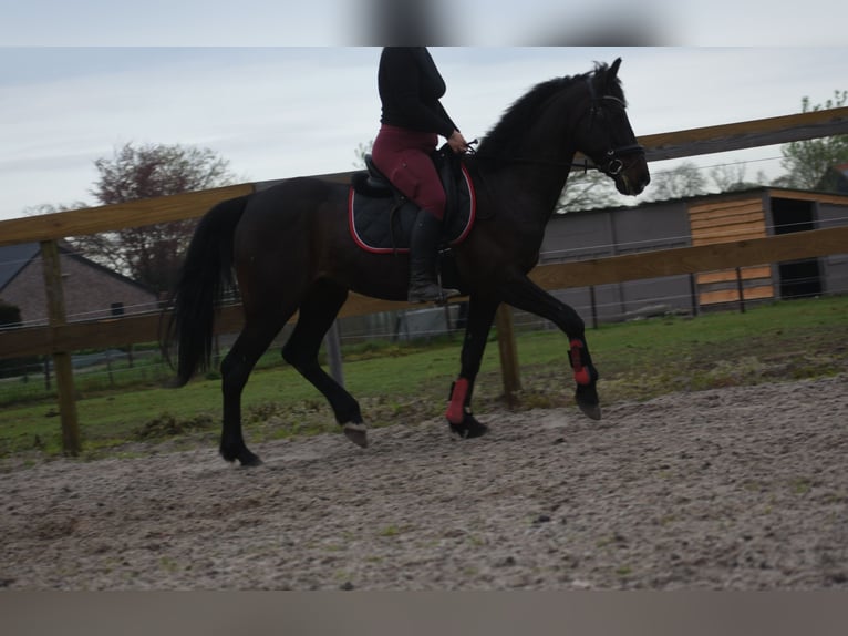 Autres races Hongre 11 Ans 161 cm Bai brun in Achtmaal