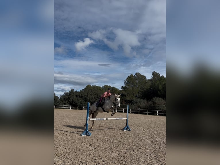 Autres races Croisé Hongre 11 Ans 161 cm Gris in Peratallada