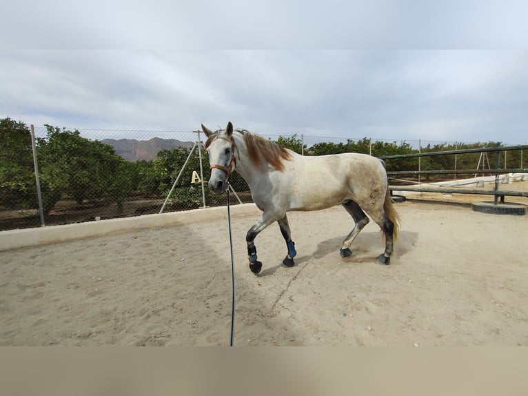 Autres races Hongre 11 Ans 168 cm Gris in Los Desamparados