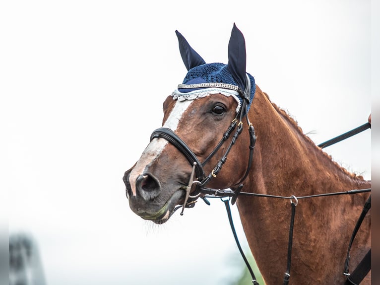 Autres races Hongre 11 Ans 170 cm Alezan in Grudziądz