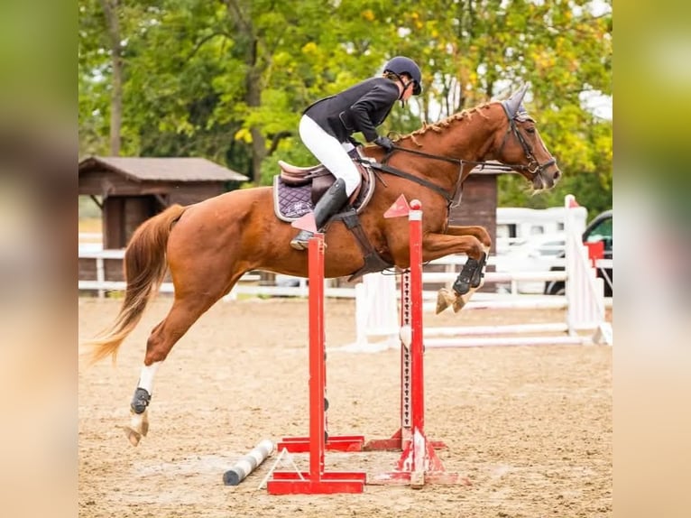 Autres races Hongre 11 Ans 170 cm Alezan in Grudziądz