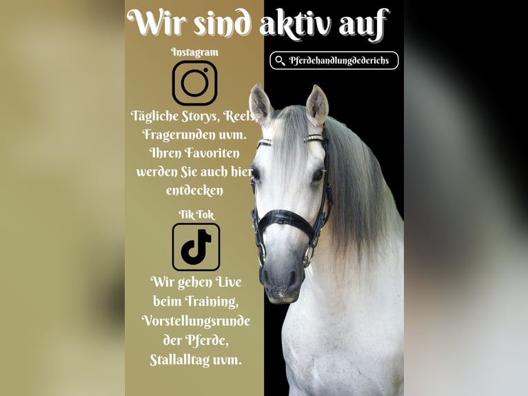 Autres races Hongre 12 Ans 158 cm Gris in Nettersheim