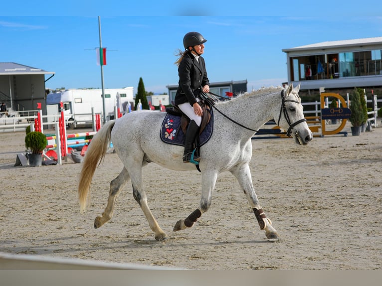 Autres races Hongre 12 Ans 160 cm Gris in София / Sofija Autres races Hongre 12 Ans 160 cm Gris in София / Sofija