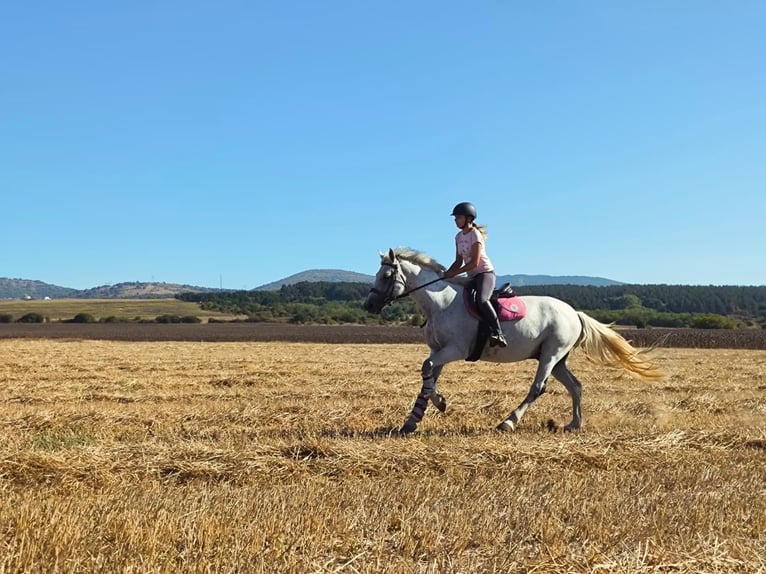Autres races Hongre 12 Ans 160 cm Gris in София / Sofija Autres races Hongre 12 Ans 160 cm Gris in София / Sofija
