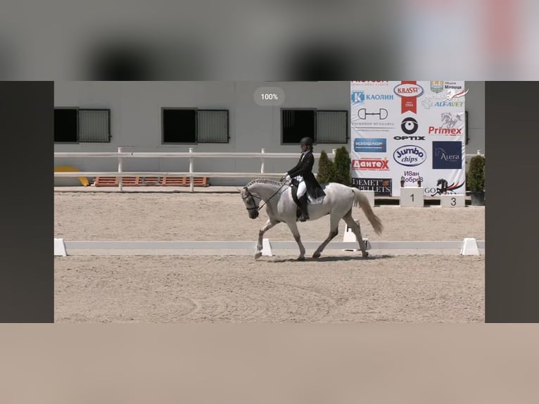 Autres races Hongre 12 Ans 160 cm Gris in София / Sofija Autres races Hongre 12 Ans 160 cm Gris in София / Sofija