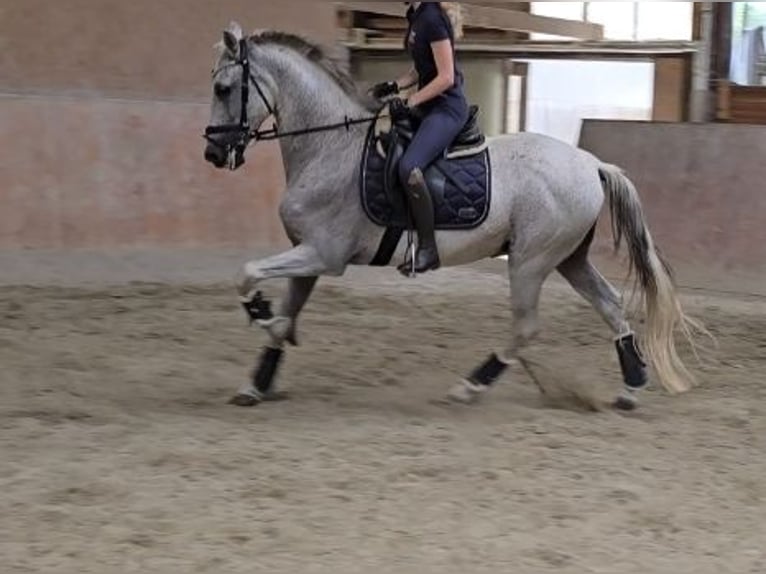 Autres races Hongre 12 Ans 162 cm Gris in Schwäbisch Gmünd