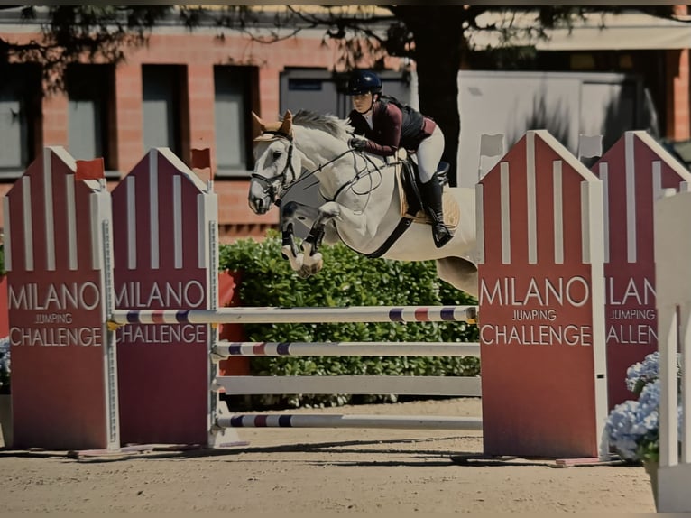 Autres races Hongre 12 Ans 164 cm Gris in Paderno Franciacorta