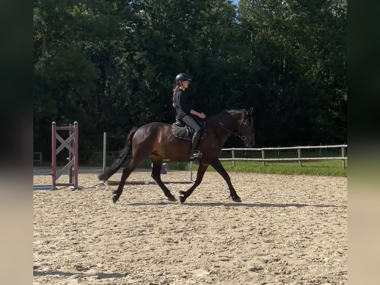 Autres races Hongre 12 Ans 165 cm Noir in Le Mans