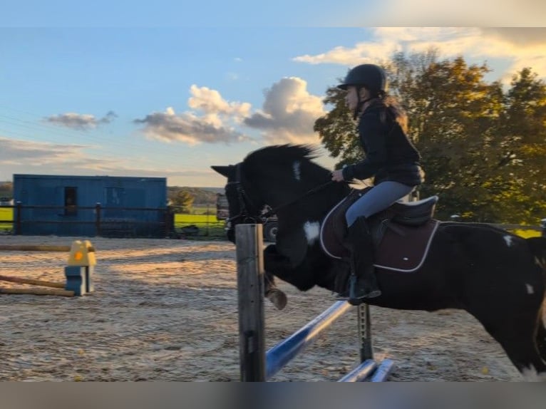 Autres races Hongre 13 Ans 128 cm Pinto in Amberg