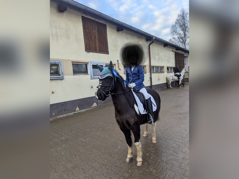 Autres races Hongre 13 Ans 128 cm Pinto in Amberg