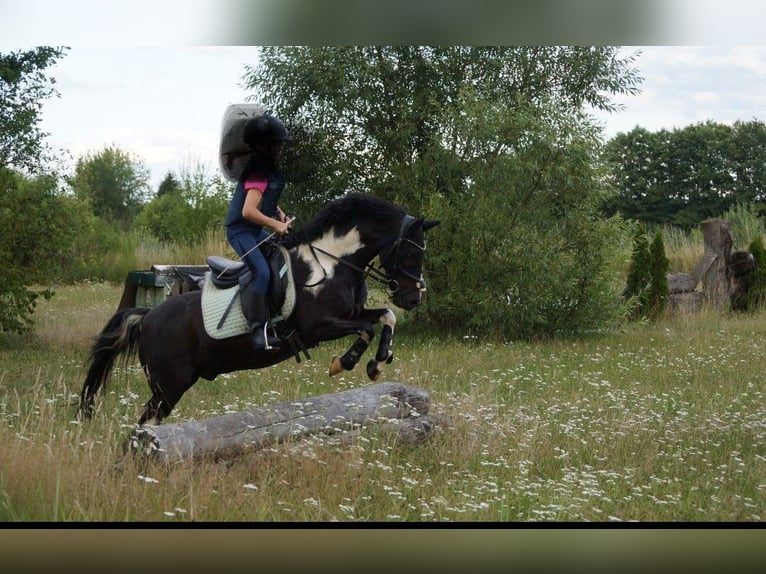 Autres races Hongre 13 Ans 128 cm Pinto in Amberg