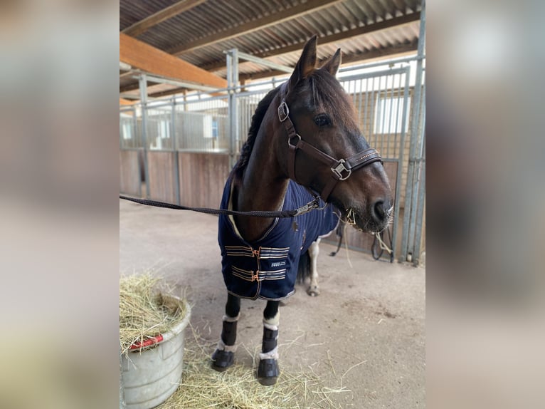 Autres races Croisé Hongre 13 Ans 135 cm Pinto in Potsdam