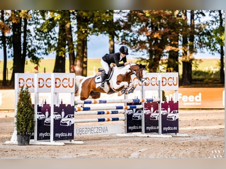 Autres races Hongre 13 Ans 145 cm Pinto in Lilli