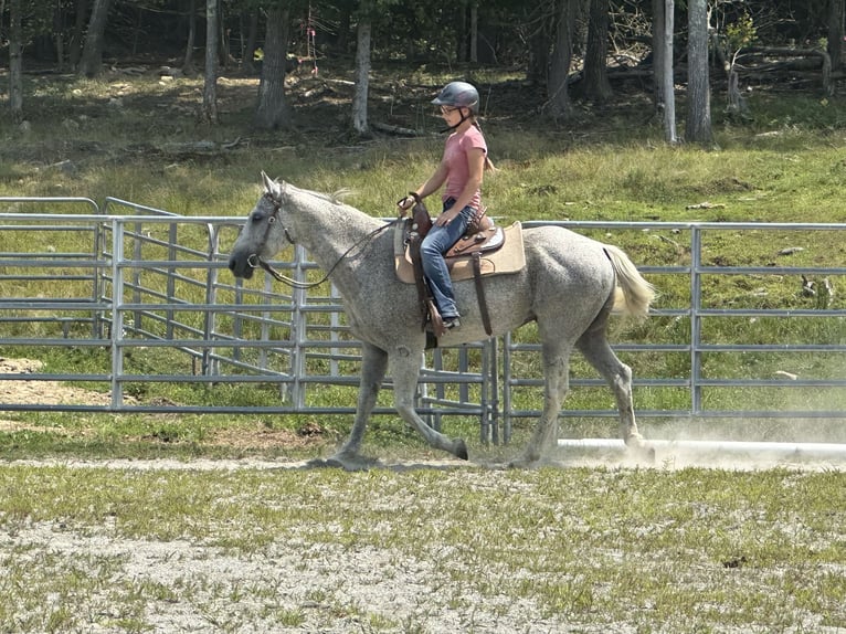 Autres races Hongre 13 Ans 152 cm Gris pommelé in Greenfield