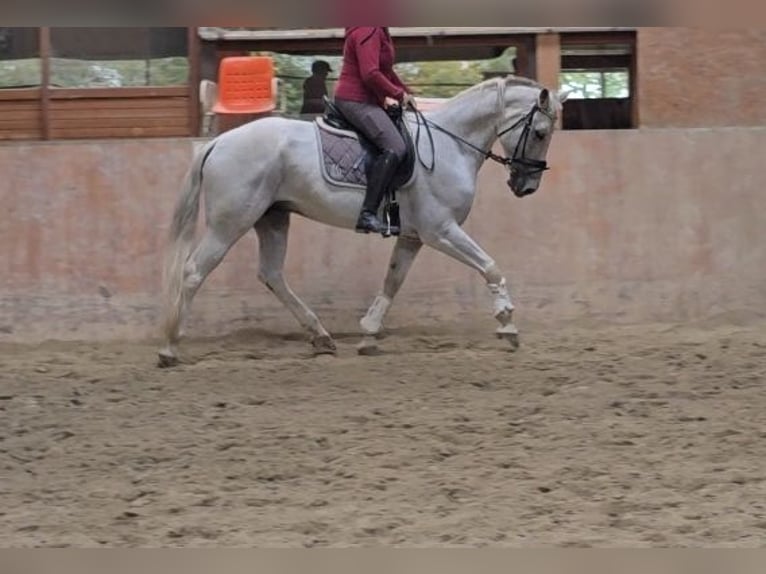 Autres races Hongre 13 Ans 163 cm in Schwäbisch Gmünd