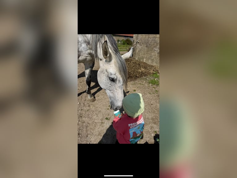 Autres races Hongre 13 Ans 172 cm Gris pommelé in Beverungen