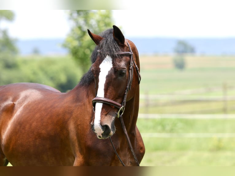 Autres races Hongre 13 Ans Bai cerise in Gap