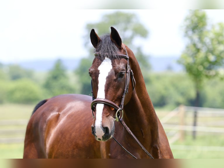 Autres races Hongre 13 Ans Bai cerise in Gap