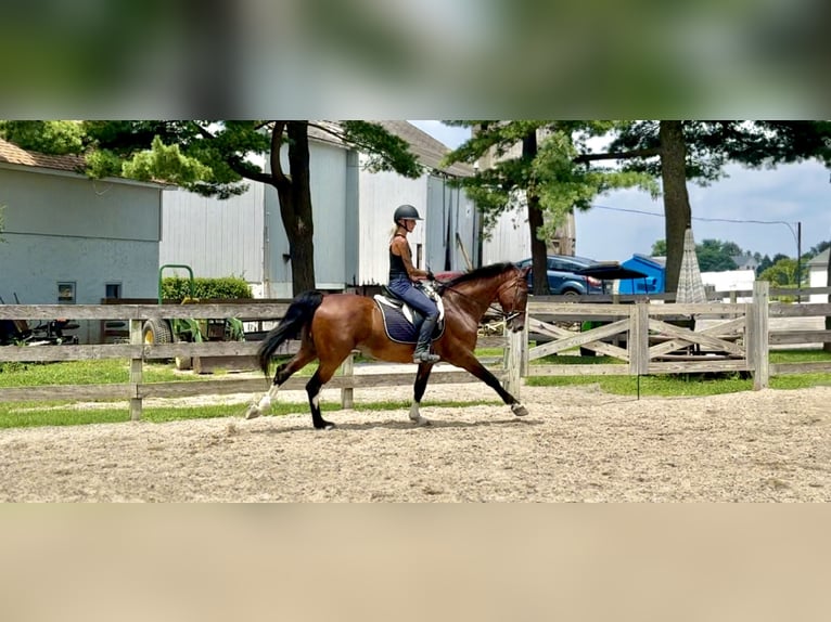 Autres races Hongre 13 Ans Bai cerise in Gap