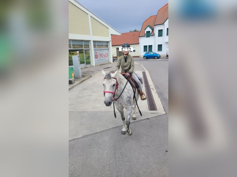 Autres races Croisé Hongre 14 Ans 140 cm Gris pommelé in Oggau am Neusiedler See