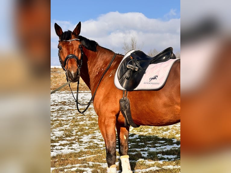 Autres races Croisé Hongre 14 Ans 162 cm Bai in Leipzig