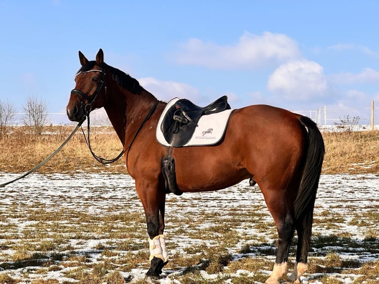 Autres races Croisé Hongre 14 Ans 162 cm Bai in Leipzig