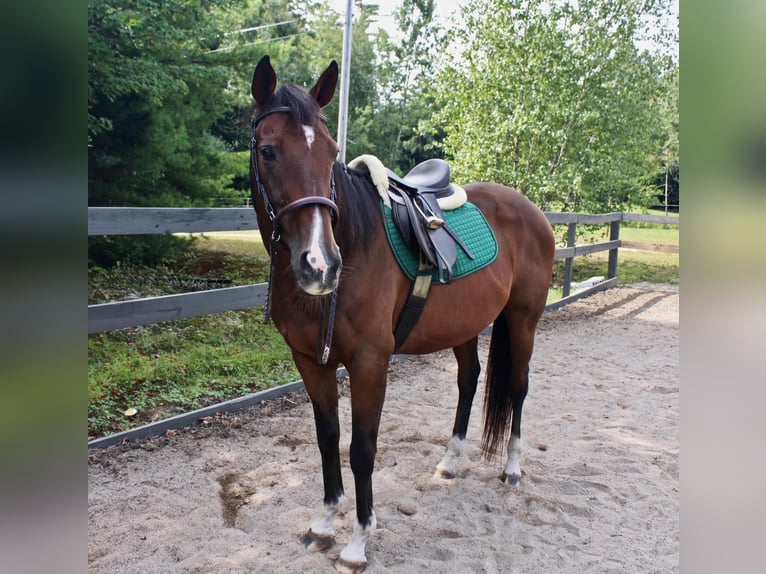 Autres races Croisé Hongre 14 Ans 163 cm Bai cerise in Peterborough