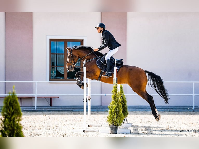 Autres races Hongre 14 Ans 166 cm Bai in &#x141;azy