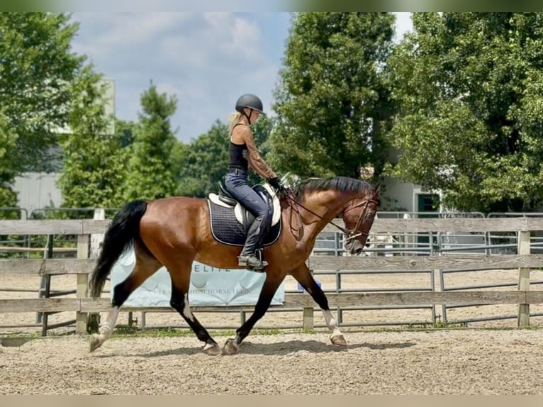 Autres races Hongre 14 Ans Bai cerise in Gap