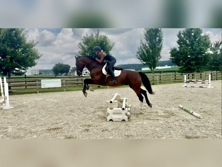 Autres races Hongre 14 Ans Bai cerise in Gap