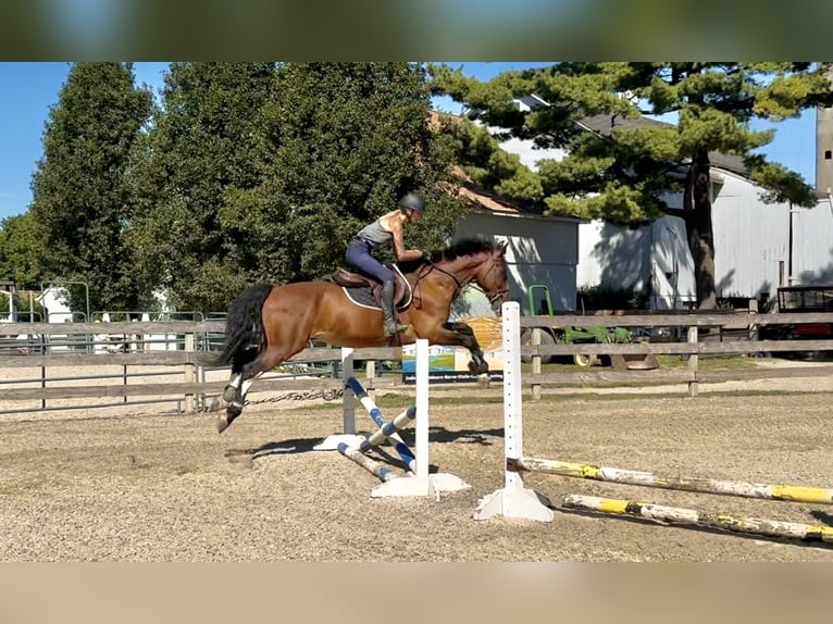 Autres races Hongre 14 Ans Bai cerise in Gap