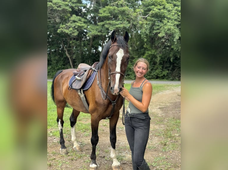 Autres races Hongre 14 Ans Bai cerise in Gap